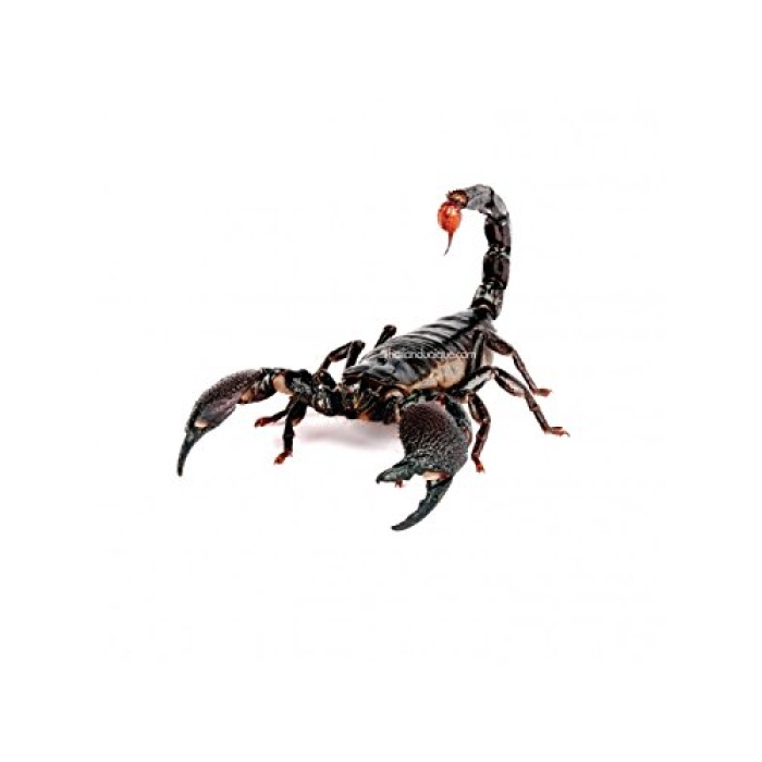 ecoEat-Edible-Asian-Forest-Black-Scorpions_7